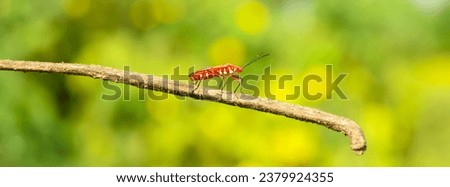 Close capture of Dysdercus cingulatus insect on hand. Red cotton stainer bug on hand. Red cotton stainer. Orange color true bug insect. True bugs. Small Lace Bug of the Family Tingidae. Royalty-Free Stock Photo #2379924355