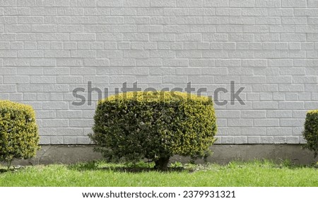 tuffet shaped evergreen topiary and painted brick wall with lawn Royalty-Free Stock Photo #2379931321
