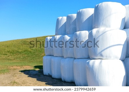 Rows of white plastic covered round bales of hay stacked three high on a farmer's field. The silo bales are wrapped in a plastic film protecting the straw feed for farm dairy animals from moisture. 
