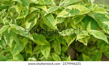 Green leafy plants are beautiful to look at