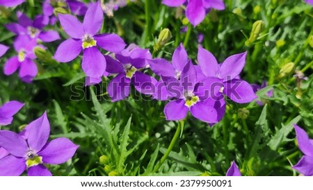 Isotoma Axillaris Fizz N Pop purple flower. Royalty-Free Stock Photo #2379950091