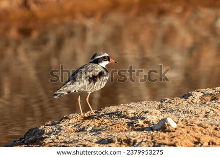 Australian Black-fronted Dotterel perched by stream 