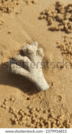 Rocky coral on beach sand. Porites is a genus of stony coral; they are small polyp stony corals (SPS).  Royalty-Free Stock Photo #2379956815