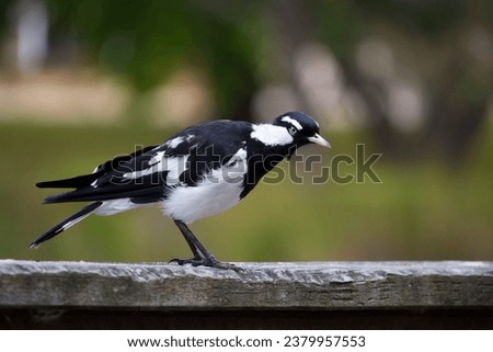 A friendly black and white Magpie-lark (Grallina cyanoleuca) an Australian bird with pee-o-wit' cry called Pee Wee , Murray magpie or Mudlark, looks for food on a late morning in late spring. Royalty-Free Stock Photo #2379957553