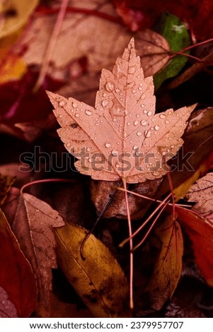 Autumn, fall leaves. Fall colors. Rainy day. Gloomy, vibrant colors. Background. Photography. Nature. Wet. Rain droplets. close up details. foliage. Calming. Beautiful fall leaves. Maples, red, orange