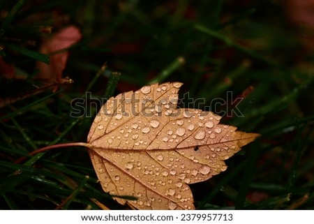 Autumn, fall leaves. Fall colors. Rainy day. Gloomy, vibrant colors. Background. Photography. Nature. Wet. Rain droplets. close up details. foliage. Calming. Beautiful fall leaves. Maples, red, orange Royalty-Free Stock Photo #2379957713