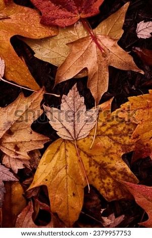 Autumn, fall leaves. Fall colors. Rainy day. Gloomy, vibrant colors. Background. Photography. Nature. Wet. Rain droplets. close up details. foliage. Calming. Beautiful fall leaves. Maples, red, orange