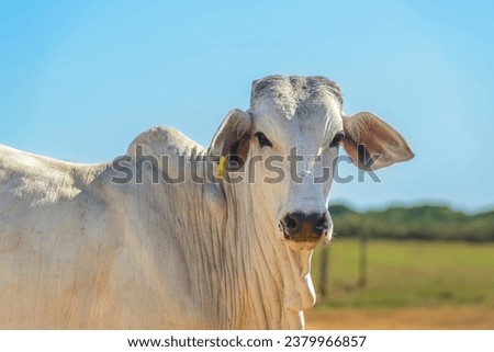 Nellore cattle. Oxen in the foreground. Brazilian livestock. Mad cow. Royalty-Free Stock Photo #2379966857