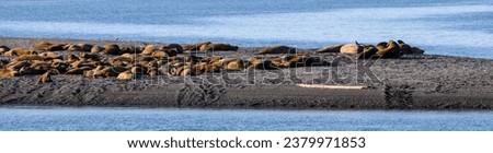 Group of Atlantic Walrus relaxing in the sun on Moffen Island, a sunny summer evening in the arctic above Svalbard
