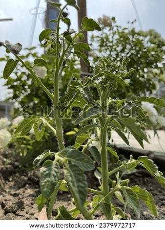 tomato tree seedlings that are starting to grow quickly using grilled husk media
