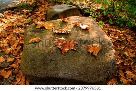 Autumn leaves on the rock in the park. Autumn season in Mudeungsan, Gwangju, South Korea.
