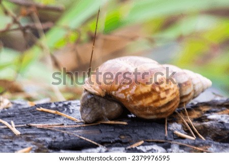snail, snail shell, macro picture