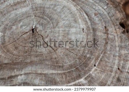 wood cuttings, trees that have been cut