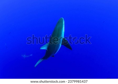 Galapagos shark, Oahu Hawaiian Islands