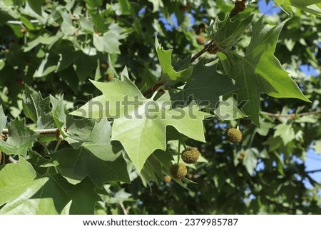 Green leaves and fruit on a London Plane Tree in a garden Royalty-Free Stock Photo #2379985787