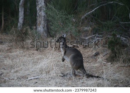 Kangaroo at the Heirisson Island Kangaroo Sanctuary in Perth, Western Australia