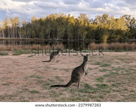 Kangaroo Near Water in Yanchep National Park, Western Australia