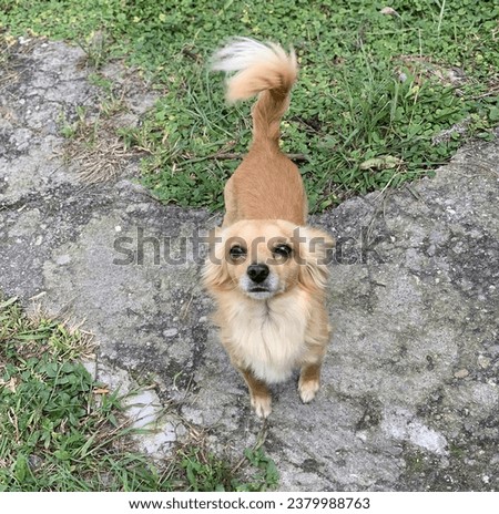 
Long haired chihuahua dog in the yard