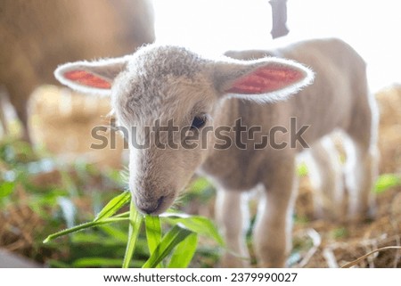 Cute dike sheep baby is looking at you