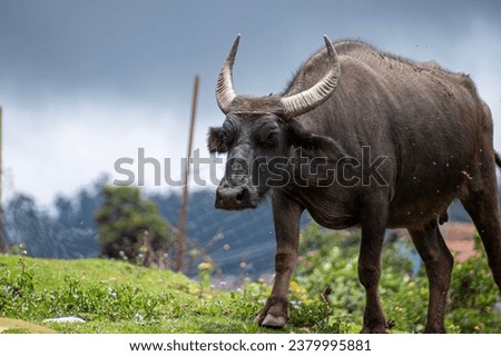 A picture of an Indian water buffallo walking in a cloudy day
