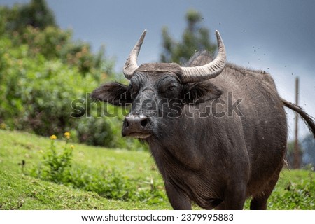 A picture of an Indian water buffallo walking in a cloudy day