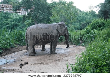 Beautiful Thai elephant, Selective focus.