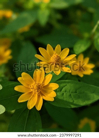 Beautiful Yellow Flowers Are Blooming In The Garden On Morning With Blurred Background