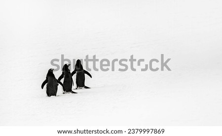 Three gentoo penguins huddle together in cold snow