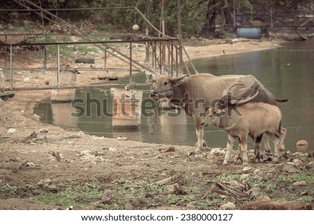 A picture of a mother buffalo and her calf standing by a lake.