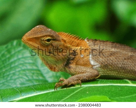 Picture of Reptile in a garden.