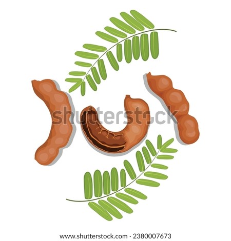 Vector illustration set of tamarind fruit in cartoon flat style design. Whole and opened pod with pulp. Seeds and green leaves. Ripe and fresh natural agriculture product. Good for template packing Royalty-Free Stock Photo #2380007673