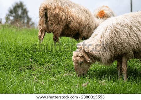 Picture of a sheep (Ovis aries) grazing in a meadow