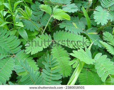 23rd July 2023, This green plant is called "daun putri malu" which grows lush in the garden in Pangandaran.