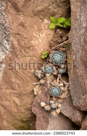 In sha xi Ancient Town, along the Tea Horse Ancient Road, you can find buildings with succulent plants growing in the stone crevices Royalty-Free Stock Photo #2380023743