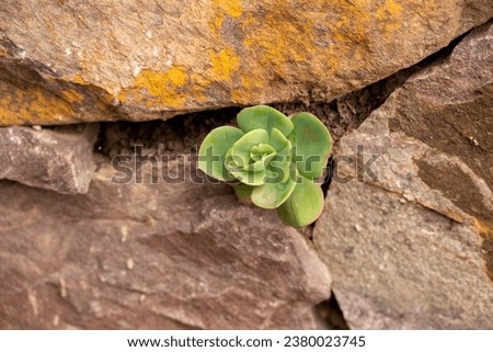 In sha xi Ancient Town, along the Tea Horse Ancient Road, you can find buildings with succulent plants growing in the stone crevices Royalty-Free Stock Photo #2380023745