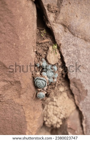 In sha xi Ancient Town, along the Tea Horse Ancient Road, you can find buildings with succulent plants growing in the stone crevices Royalty-Free Stock Photo #2380023747