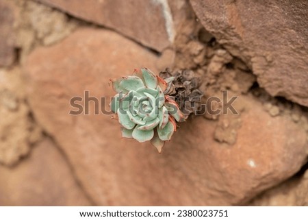 In sha xi Ancient Town, along the Tea Horse Ancient Road, you can find buildings with succulent plants growing in the stone crevices Royalty-Free Stock Photo #2380023751