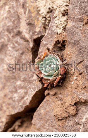 In sha xi Ancient Town, along the Tea Horse Ancient Road, you can find buildings with succulent plants growing in the stone crevices Royalty-Free Stock Photo #2380023753