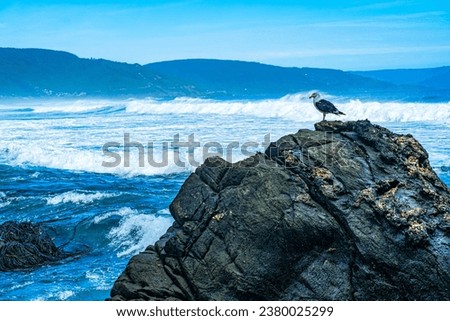 A Sea gull on a rock by the ocean under blue sky