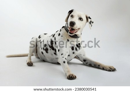 Happy dalmatian dog lying isolated on white background in studio