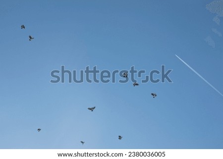 Crows in the sky. Birds on a background of blue sky. Flight details. The flock is flying.