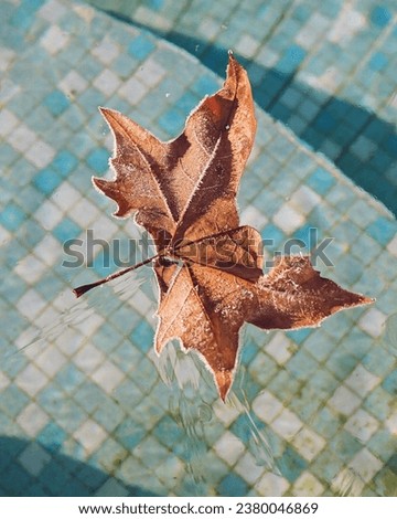 Plane tree leaf on a frozen pool