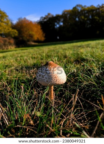 mushroom on the meadow at sunrise light