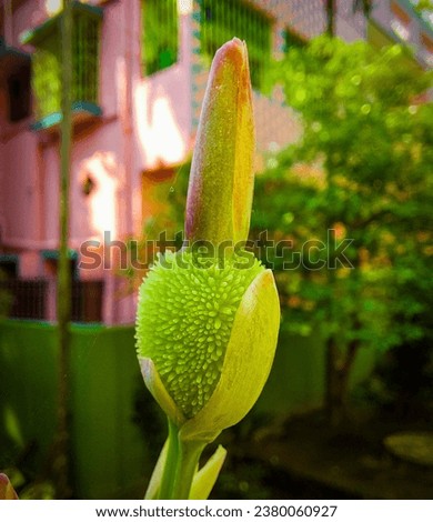 Western Skunk Cabbage Picture. Pictures of a Lysichiton americanus 