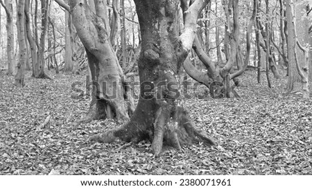 Monochrome photography of old gnarled beech trees on a rainy autumn day in the ghost forest in Nienhagen near Rostock, Mecklenburg-Western Pomerania