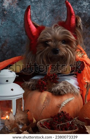 A beautiful little dog and a fun Halloween party
