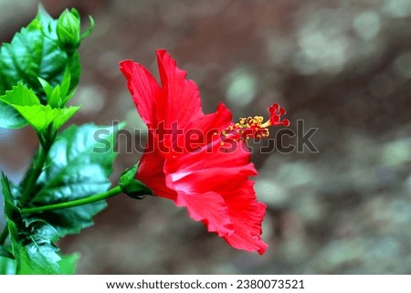 Close up of blooming red hibiscus flower with bokeh background