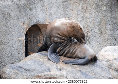 Eared seal, otariid, or otary resting on a rock Royalty-Free Stock Photo #2380073823