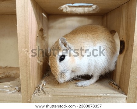 gerbil in his little wooden house 