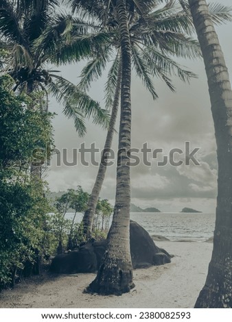 Vintage look of coconut trees at the sandy beach. Picture shot on Koh Chang Island, Thailand.